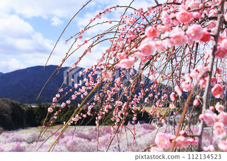 稻部市白林公園垂枝梅盛開 稻部市白林公園垂枝梅盛開 112134523