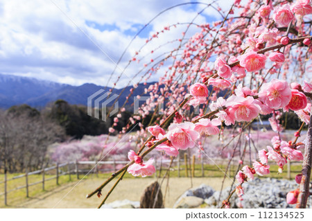 稻部市白林公園垂枝梅盛開 112134525