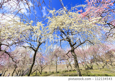 Inabe City Bairin Park Weeping plums in full bloom 112134543
