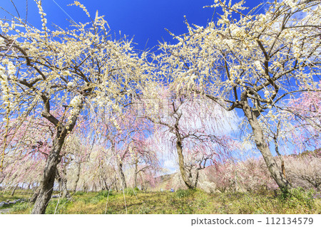 Inabe City Bairin Park Weeping plums in full bloom 112134579