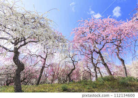 稻部市白林公園垂枝梅盛開 稻部市白林公園垂枝梅盛開 112134600