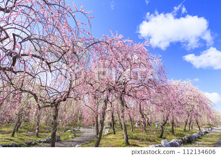 Inabe City Bairin Park Weeping plums in full bloom 112134606