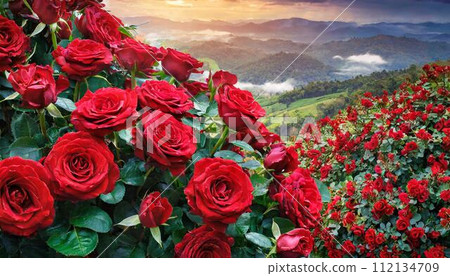 Natural red roses background 112134709