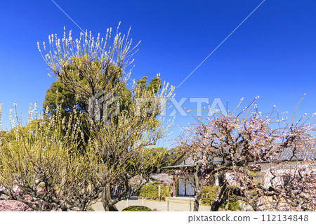 Weeping plums in Mie Yuki Shrine plum garden in full bloom 112134848