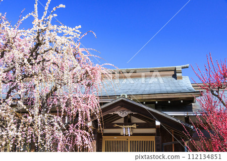 三重由紀神社梅園的垂梅盛開 三重由紀神社梅園的垂梅盛開 112134851