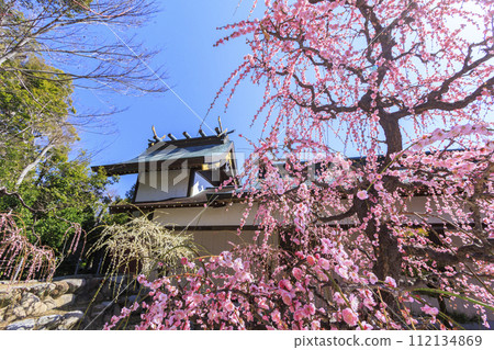 Weeping plums in Mie Yuki Shrine plum garden in full bloom 112134869