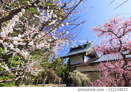 三重由紀神社梅園的垂梅盛開 112134872