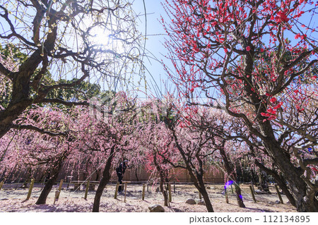 Weeping plums in Mie Yuki Shrine plum garden in full bloom Weeping plums in Mie Yuki Shrine plum garden in full bloom 112134895