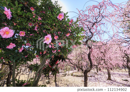 三重由紀神社梅園的垂梅盛開 三重由紀神社梅園的垂梅盛開 112134902