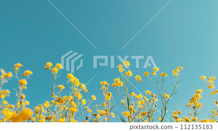 Rape blossom growing in the blue sky 112135183