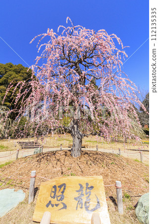 紅山石南林、盛開的梅園 112135335