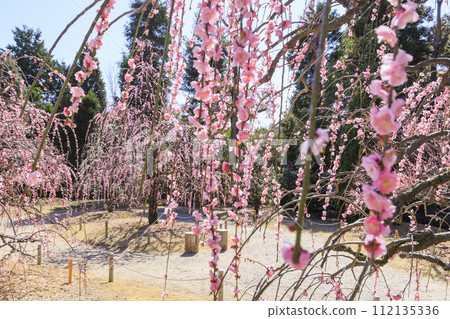 Red Hill Heatha Forest, plum orchard in full bloom 112135336