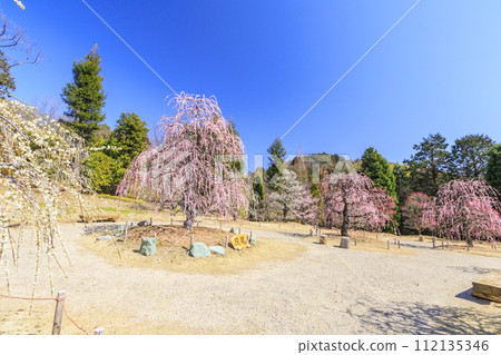 紅山石南林、盛開的梅園 112135346