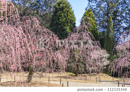 紅山石南林、盛開的梅園 112135349