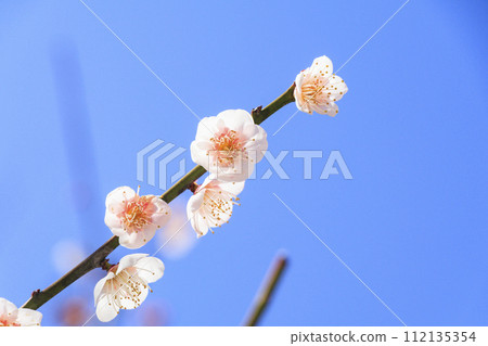 紅山石南林、盛開的梅園 112135354
