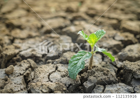 Rising sprout on dry ground. Ecology concept and save the plane. Ai generated 112135916