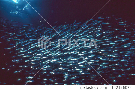 Sardines gathered in the light of squid fishing 112136073