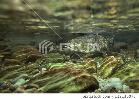 鮭魚逆流而上 3 鮭魚逆流而上 3 112136075