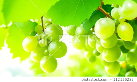 Grapes close up on light blurry background. Green Grapes on a branch with leaves, fruit banner Grapes close up on light blurry background. Green Grapes on a branch with leaves, fruit banner 112136282