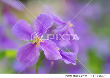 Flowers of Murasakihanana Flowers of Murasakihanana 112136650