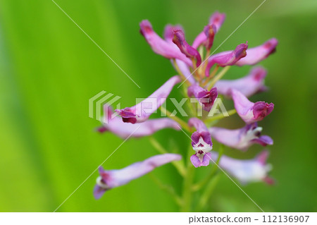 Murasakikeman flowers Murasakikeman flowers 112136907