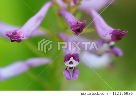 Murasakikeman花 112136986