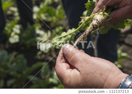 Men's hands holding a youg sugar beet root. Close up Men's hands holding a youg sugar beet root. Close up 112137213