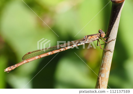 Hosomiotsunen dragonfly (female) 112137589