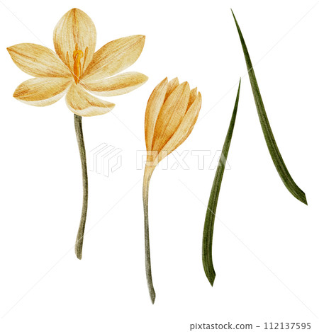 crocus flower in yellow color, drawn in watercolor, isolated on white. Hand drawn botanical illustration. Elements for cards, logos, prints, wedding design crocus flower in yellow color, drawn in watercolor, isolated on white. Hand drawn botanical illustration. Elements for cards, logos, prints, wedding design 112137595