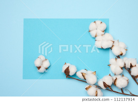 Cotton flower on a blue paper background, overhead. Minimalism flat lay composition 112137914