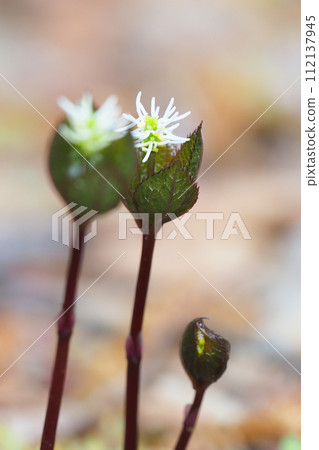 Hitoshizuka's flower Hitoshizuka's flower 112137945