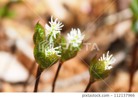 Hitoshizuka's flower Hitoshizuka's flower 112137966