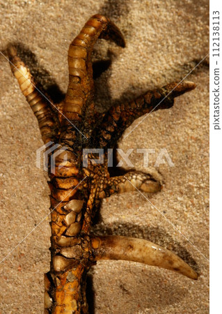 A bird's claw is laying on the sand 112138113