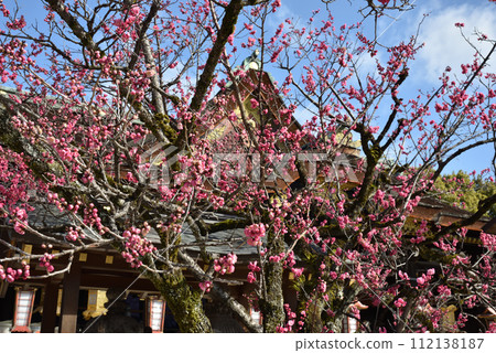 北野天滿宮神樹“飛梅” 112138187