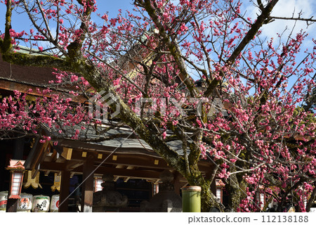 北野天滿宮神樹“飛梅” 112138188