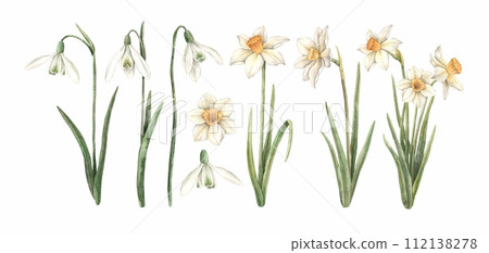 Watercolor set of delicate snowdrops and daffodils, hand painted. Sketch on isolated background for greeting cards, invitations, banners, posters, textiles, business cards, packaging, wallpaper, patte 112138278