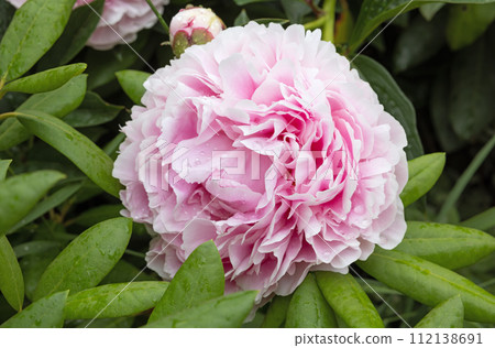 flower pink peony flower pink peony 112138691