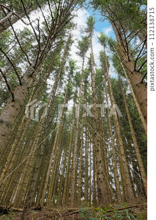 Schwarzwald forest in southwestern Germany 112138715