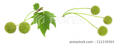 branch of sycamore plane tree isolated on white bacground. Top view. Flat lay 112139303