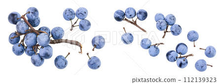 Fresh blackthorn berries with twig, prunus spinosa isolated on white background with full depth of field 112139323