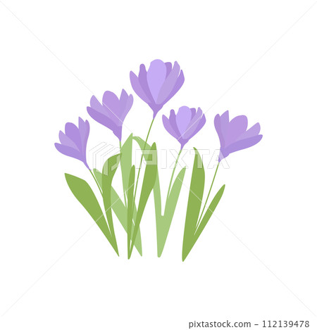 Vector set of violet crocus flowers with leaves and flowers isolated on white. First spring flowers 112139478