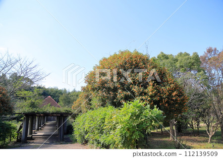 Osmanthus flower 112139509