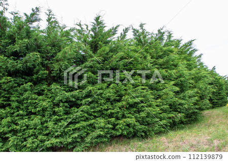 Thuja occidentalis or northern white-cedar or eastern white-cedar or arborvitae evergreen coniferous trees hedge Thuja occidentalis or northern white-cedar or eastern white-cedar or arborvitae evergreen coniferous trees hedge 112139879