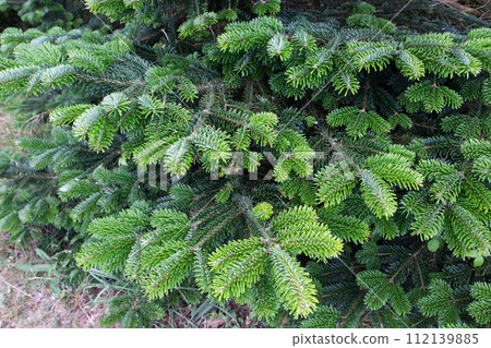 Fraser fir or abies fraseri tree banches Fraser fir or abies fraseri tree banches 112139885