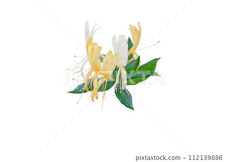 Honeysuckle or Lonicera japonica branch with flowers and leaves isolated on white 112139886