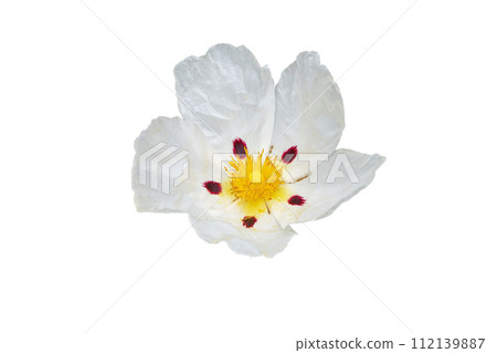 Labdanum or cistus ladanifer white spotted flower isolated on white Labdanum or cistus ladanifer white spotted flower isolated on white 112139887