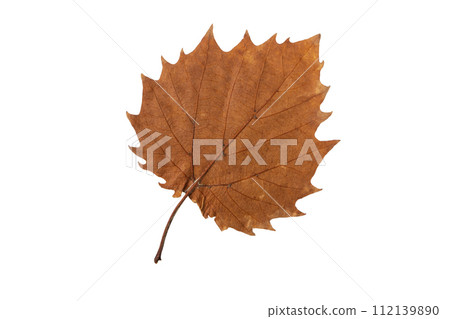 Autumn leaf with serrated margin isolated on white. 112139890