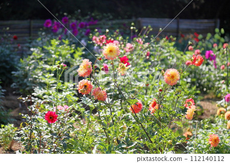 Dahlia flower 112140112
