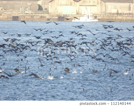 Horde of Japanese cormorants 112140144