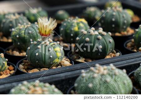 Diverse Varieties of Cactus, Succulent and Bougainvillea Plants in a Greenhouse Nursery 112140200